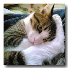 ペットを飼ってよかったなぁと思った時