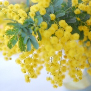 おしゃれっぽい言葉を呟いていくトピ