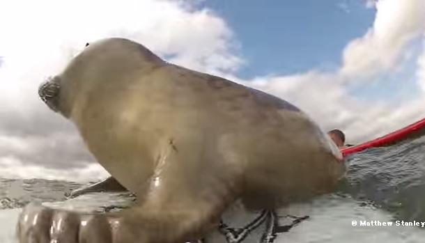 サーフィン中にアザラシの赤ちゃんが乱入 → 人間と野生のアザラシが一緒にサーフィンする様子をボードに付けたカメラが記録していた