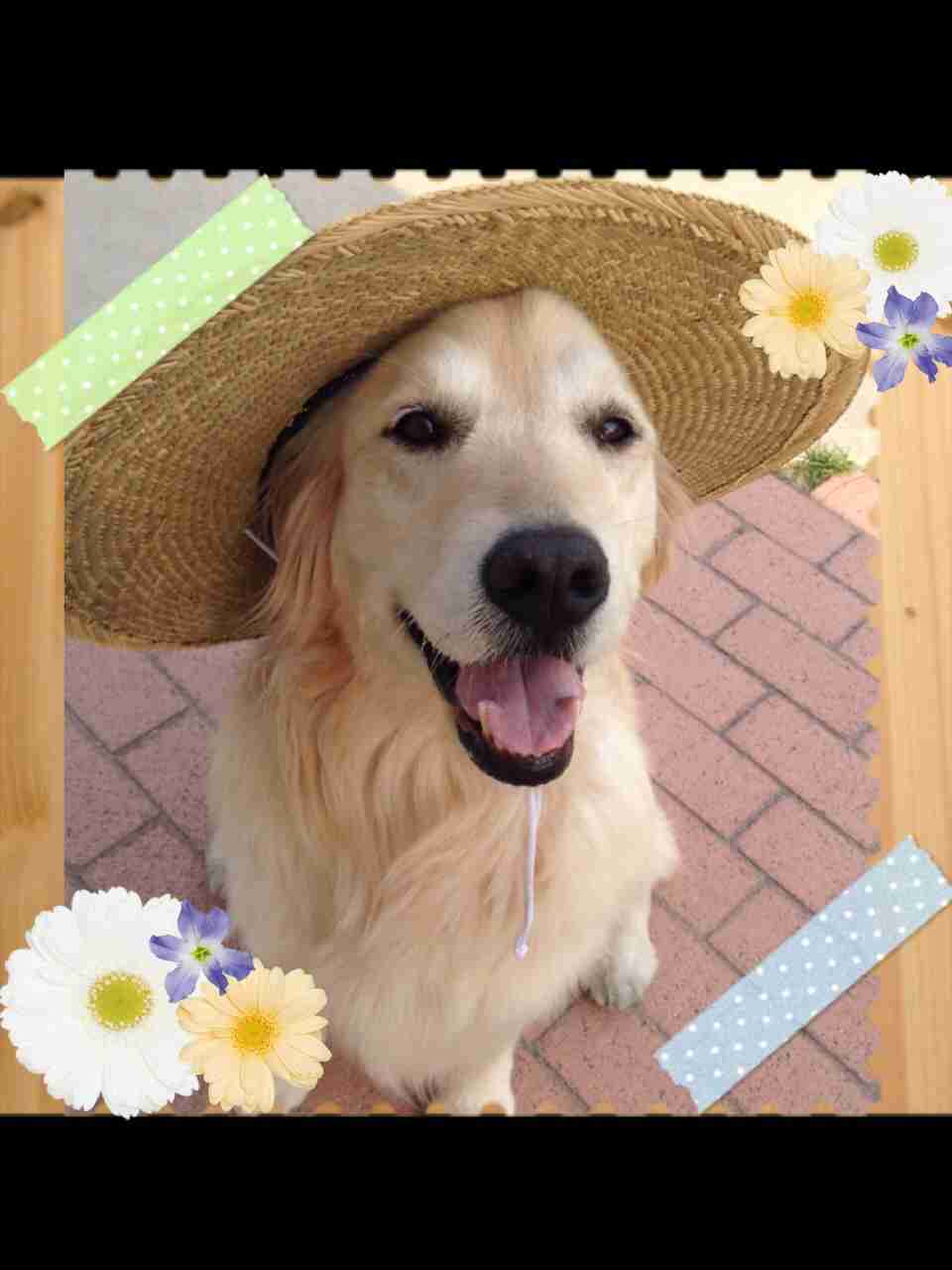 笑顔の写真集めましょう☆彡
