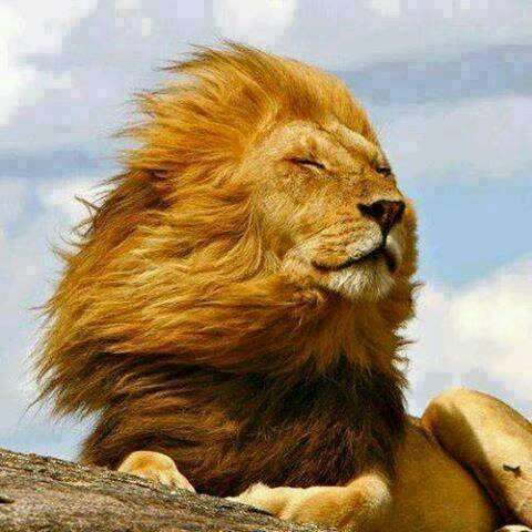 きっと彼らはすごいことを考えてる…物思いにふける動物たちの写真13枚