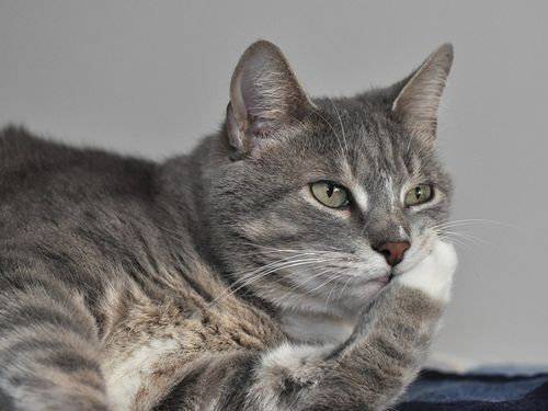 きっと彼らはすごいことを考えてる…物思いにふける動物たちの写真13枚