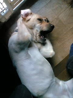 きっと彼らはすごいことを考えてる…物思いにふける動物たちの写真13枚