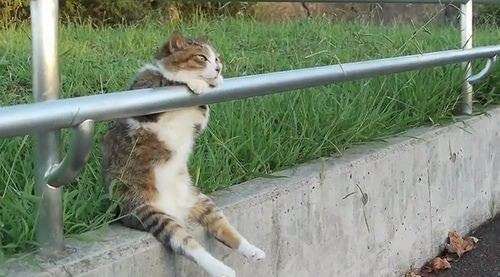 きっと彼らはすごいことを考えてる…物思いにふける動物たちの写真13枚