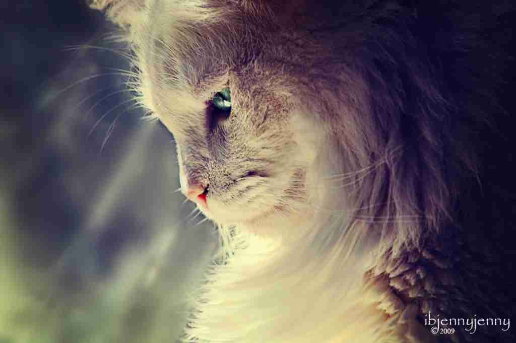 きっと彼らはすごいことを考えてる…物思いにふける動物たちの写真13枚