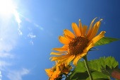 8月が誕生日の方