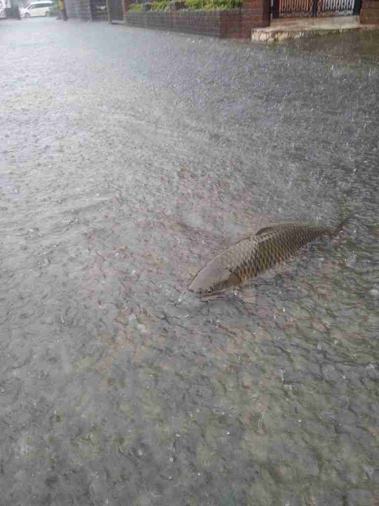 京都で記録的大雨、用水路に流され男性死亡