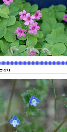 夏の庭の手入れ