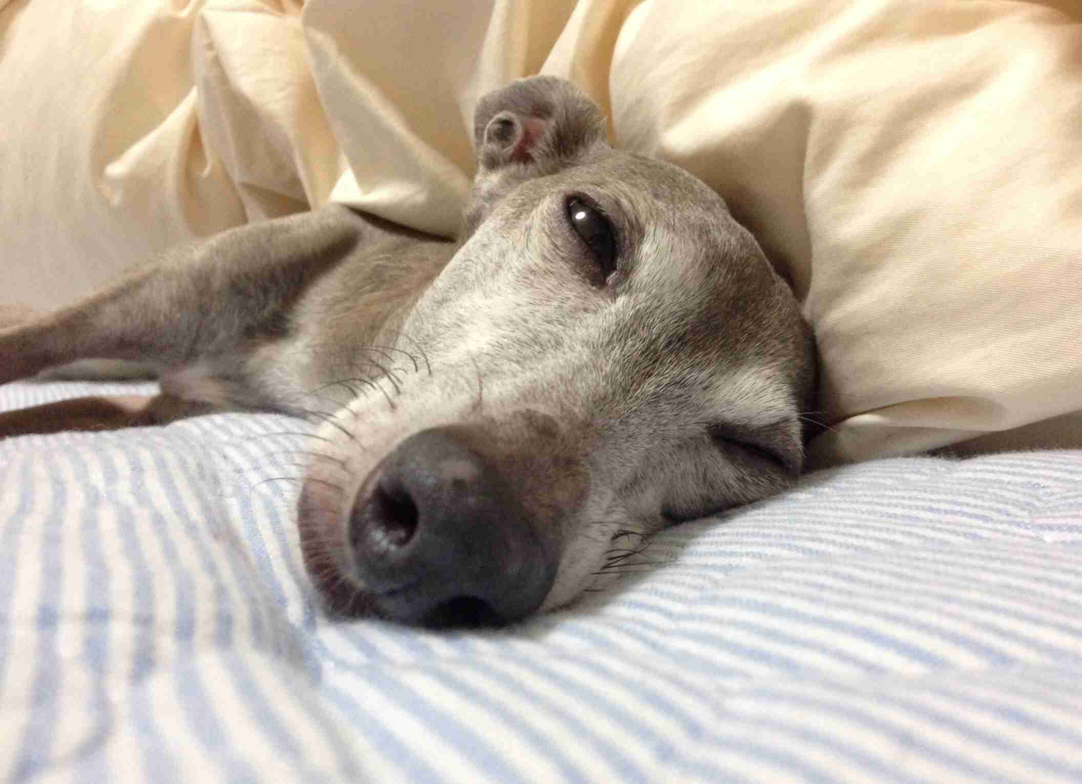 犬の性格教えて下さい！