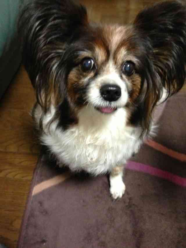 犬の性格教えて下さい！