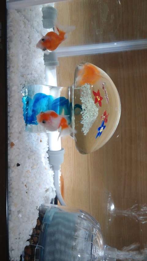 お気に入り画像を貼るトピ