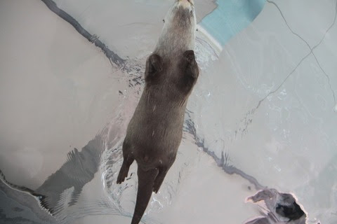 流水パイプを泳いで下る「流しカワウソ」が人気