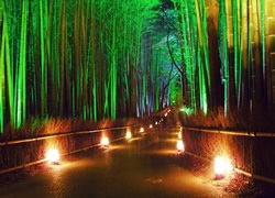 綺麗な画像【目の保養】