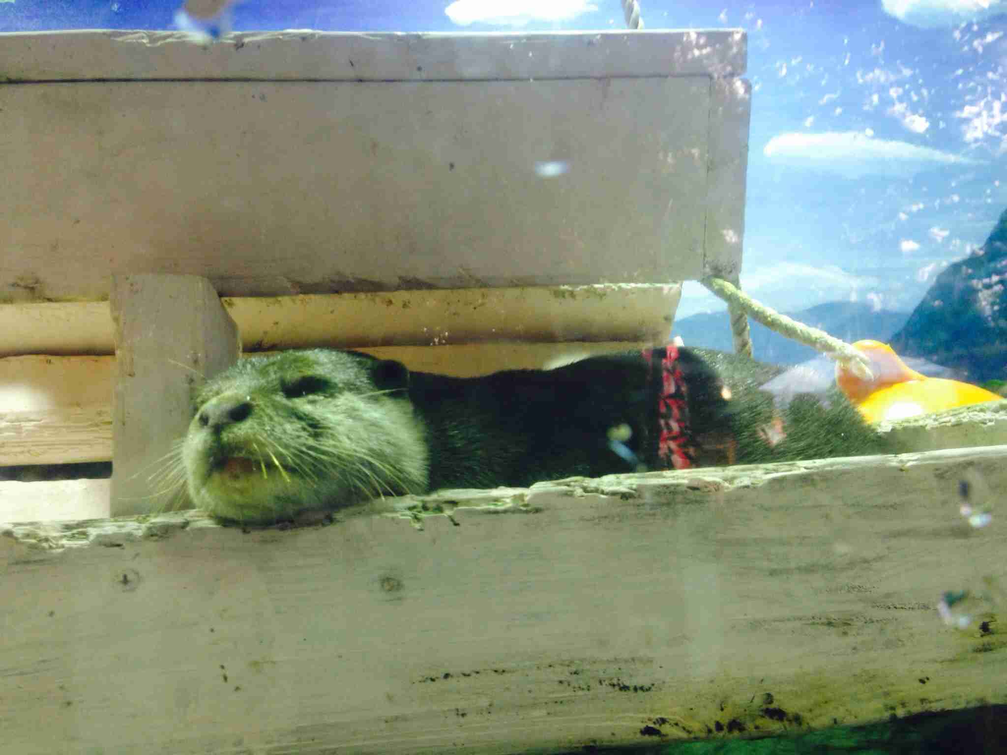 【ガルちゃん水族館】好きな海の生き物の写真をください(*^^*)