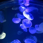 【ガルちゃん水族館】好きな海の生き物の写真をください(*^^*)