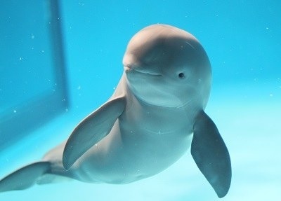 【ガルちゃん水族館】好きな海の生き物の写真をください(*^^*)