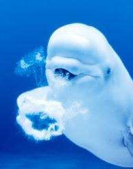 【ガルちゃん水族館】好きな海の生き物の写真をください(*^^*)