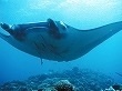 【ガルちゃん水族館】好きな海の生き物の写真をください(*^^*)