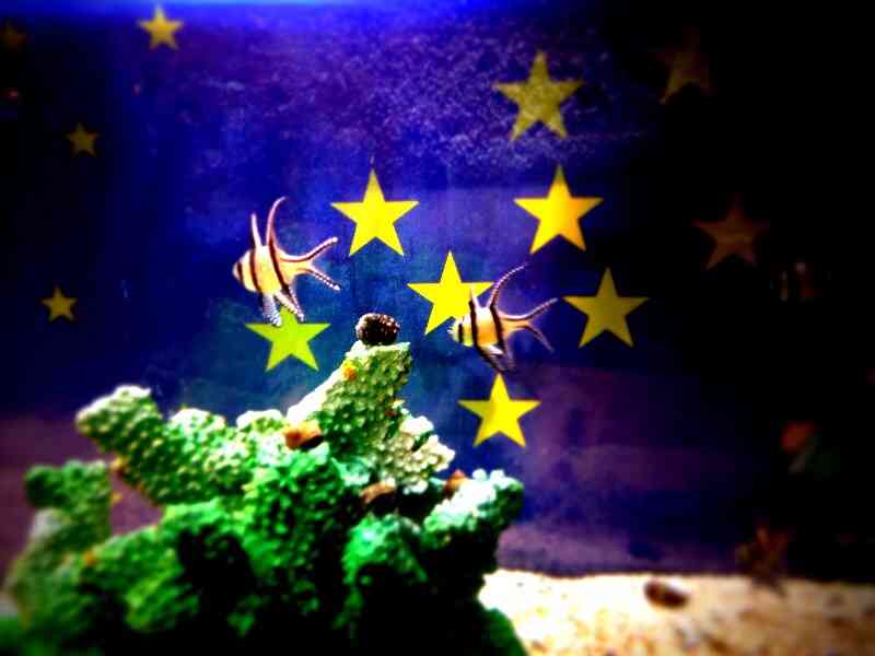 【ガルちゃん水族館】好きな海の生き物の写真をください(*^^*)