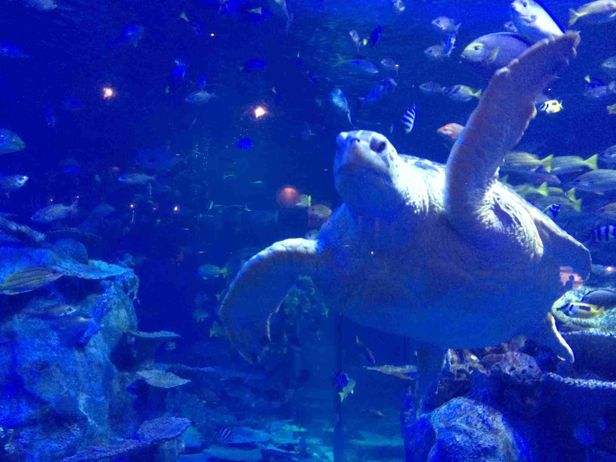 【ガルちゃん水族館】好きな海の生き物の写真をください(*^^*)
