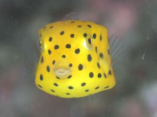 【ガルちゃん水族館】好きな海の生き物の写真をください(*^^*)