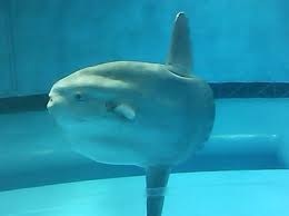 【ガルちゃん水族館】好きな海の生き物の写真をください(*^^*)