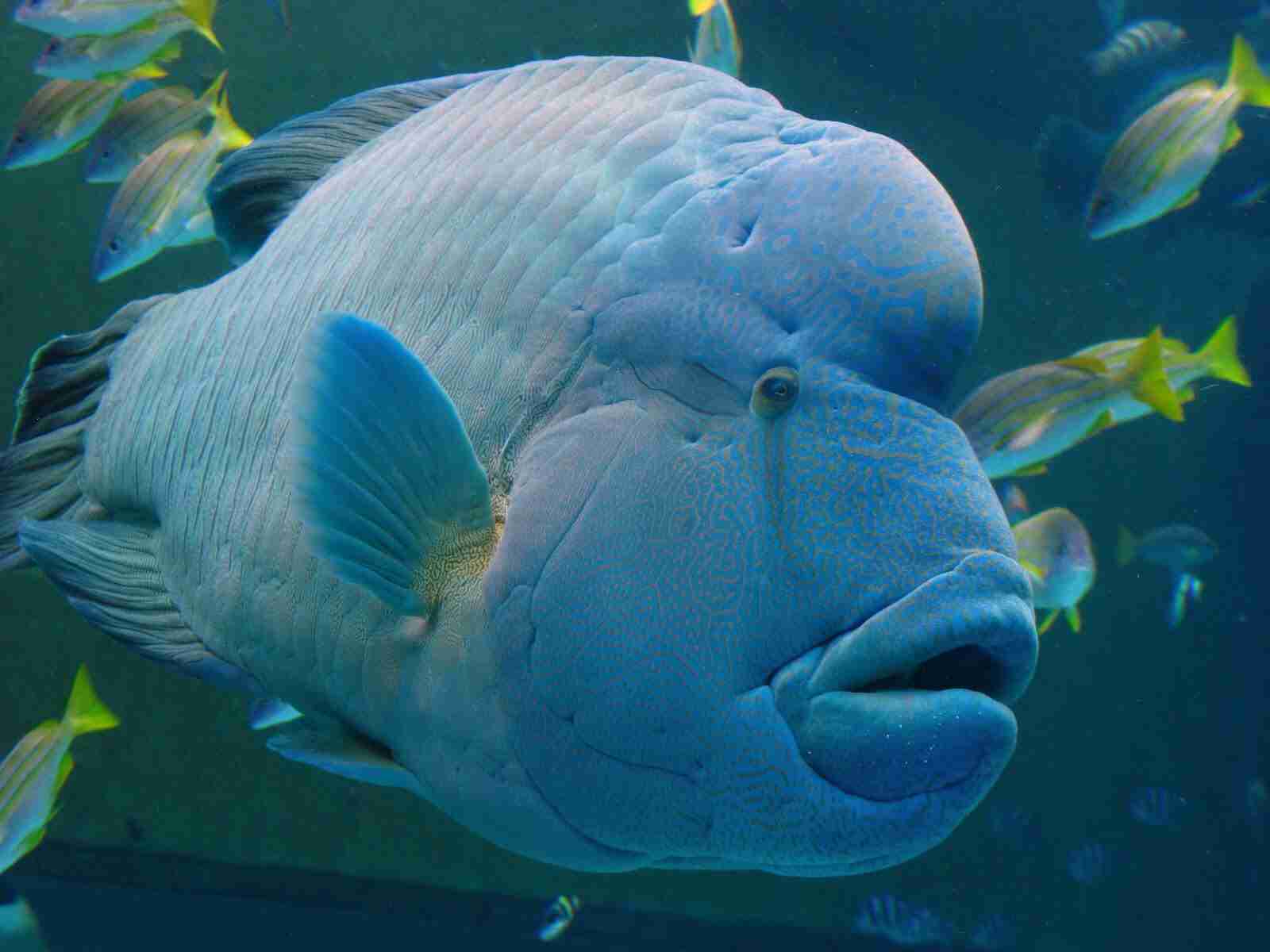 【ガルちゃん水族館】好きな海の生き物の写真をください(*^^*)