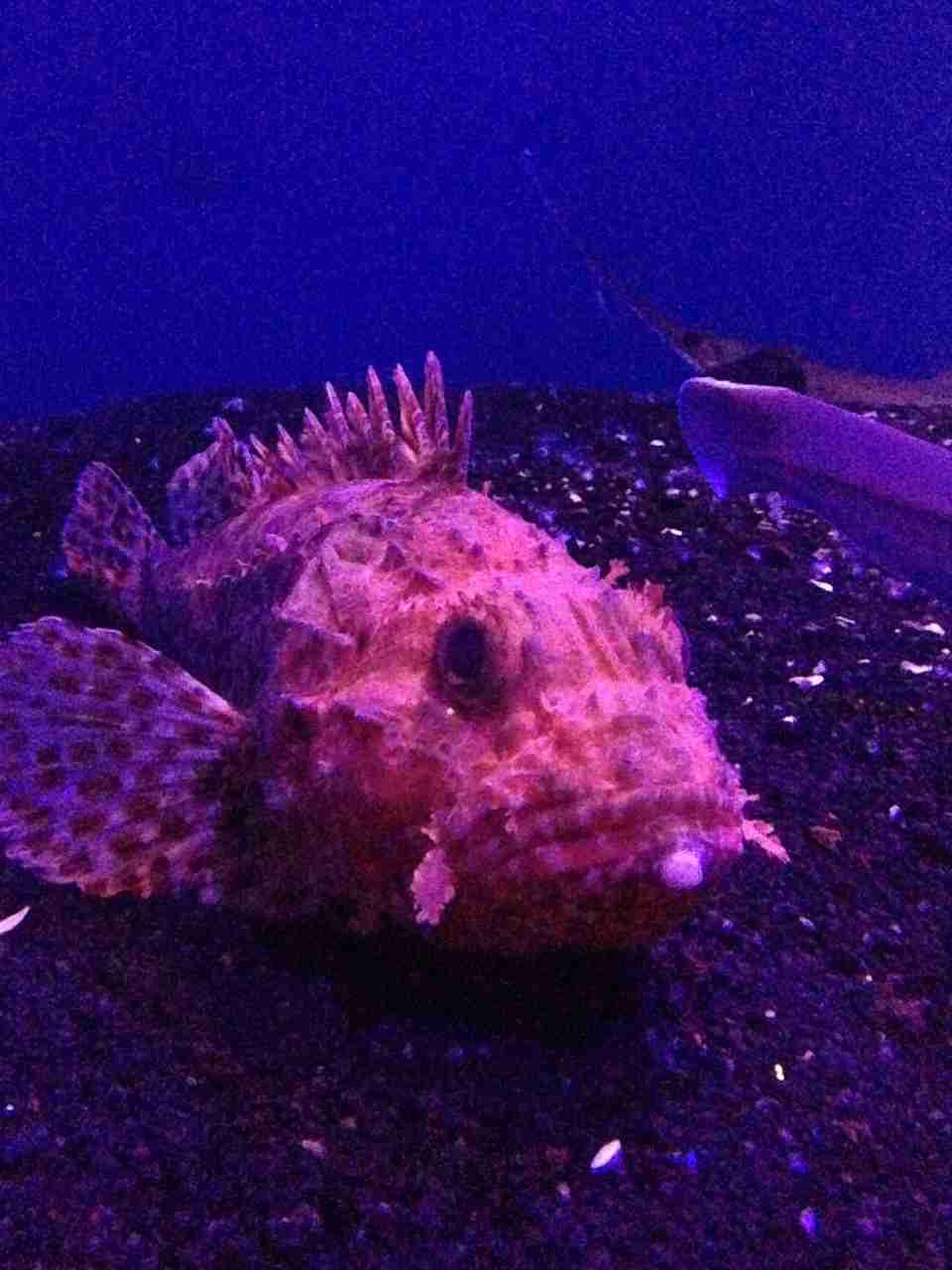 【ガルちゃん水族館】好きな海の生き物の写真をください(*^^*)