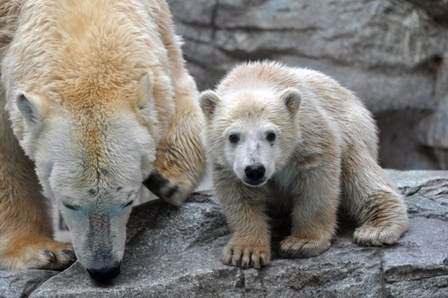 【ガルちゃん水族館】好きな海の生き物の写真をください(*^^*)