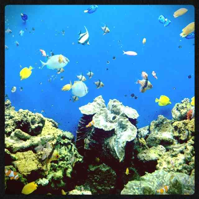 【ガルちゃん水族館】好きな海の生き物の写真をください(*^^*)