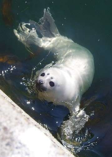 【ガルちゃん水族館】好きな海の生き物の写真をください(*^^*)