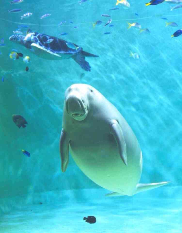 【ガルちゃん水族館】好きな海の生き物の写真をください(*^^*)