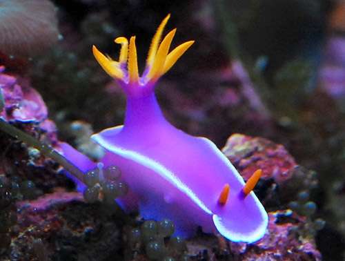 【ガルちゃん水族館】好きな海の生き物の写真をください(*^^*)