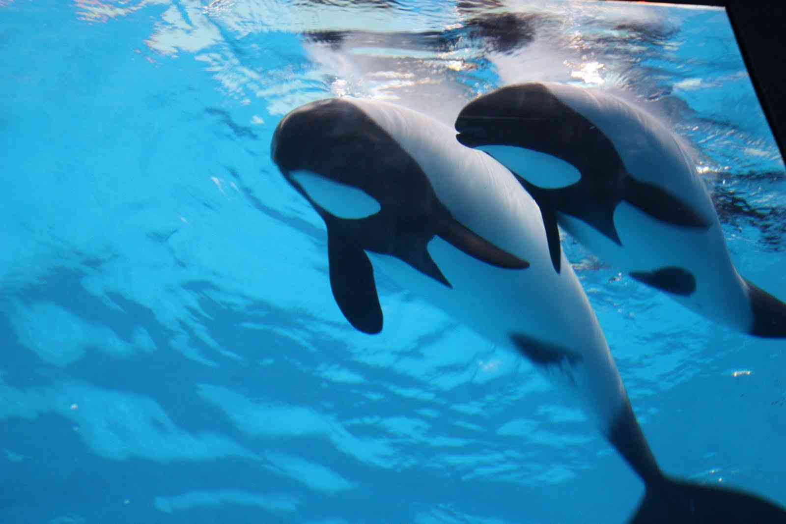 【ガルちゃん水族館】好きな海の生き物の写真をください(*^^*)