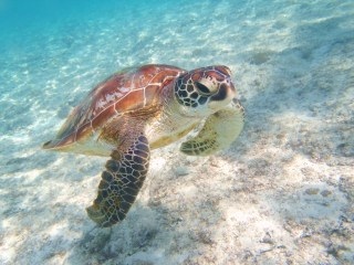【ガルちゃん水族館】好きな海の生き物の写真をください(*^^*)