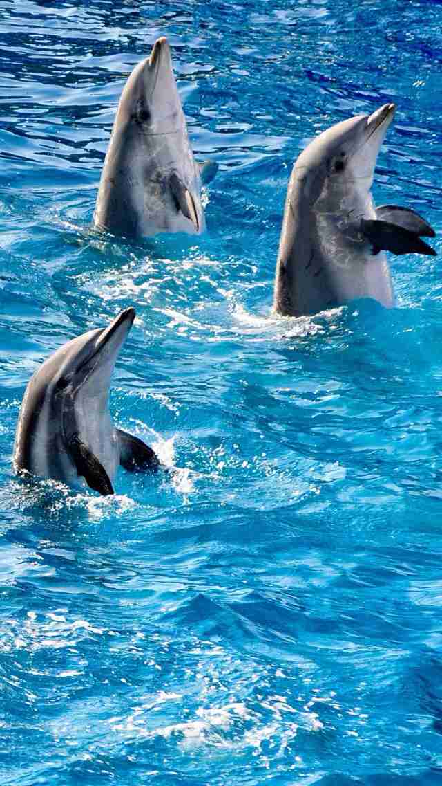 【ガルちゃん水族館】好きな海の生き物の写真をください(*^^*)