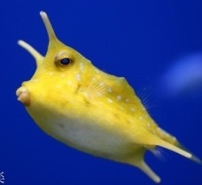 【ガルちゃん水族館】好きな海の生き物の写真をください(*^^*)