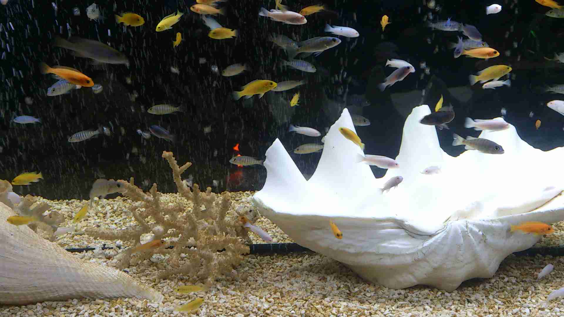 【ガルちゃん水族館】好きな海の生き物の写真をください(*^^*)