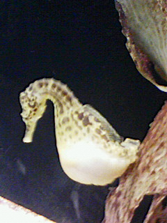 【ガルちゃん水族館】好きな海の生き物の写真をください(*^^*)