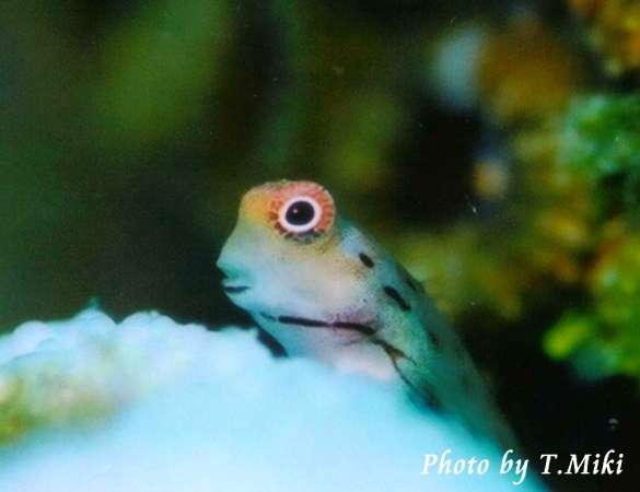 【ガルちゃん水族館】好きな海の生き物の写真をください(*^^*)