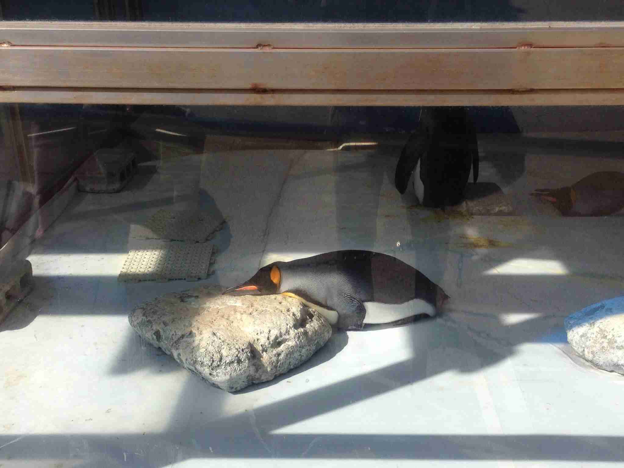 【ガルちゃん水族館】好きな海の生き物の写真をください(*^^*)