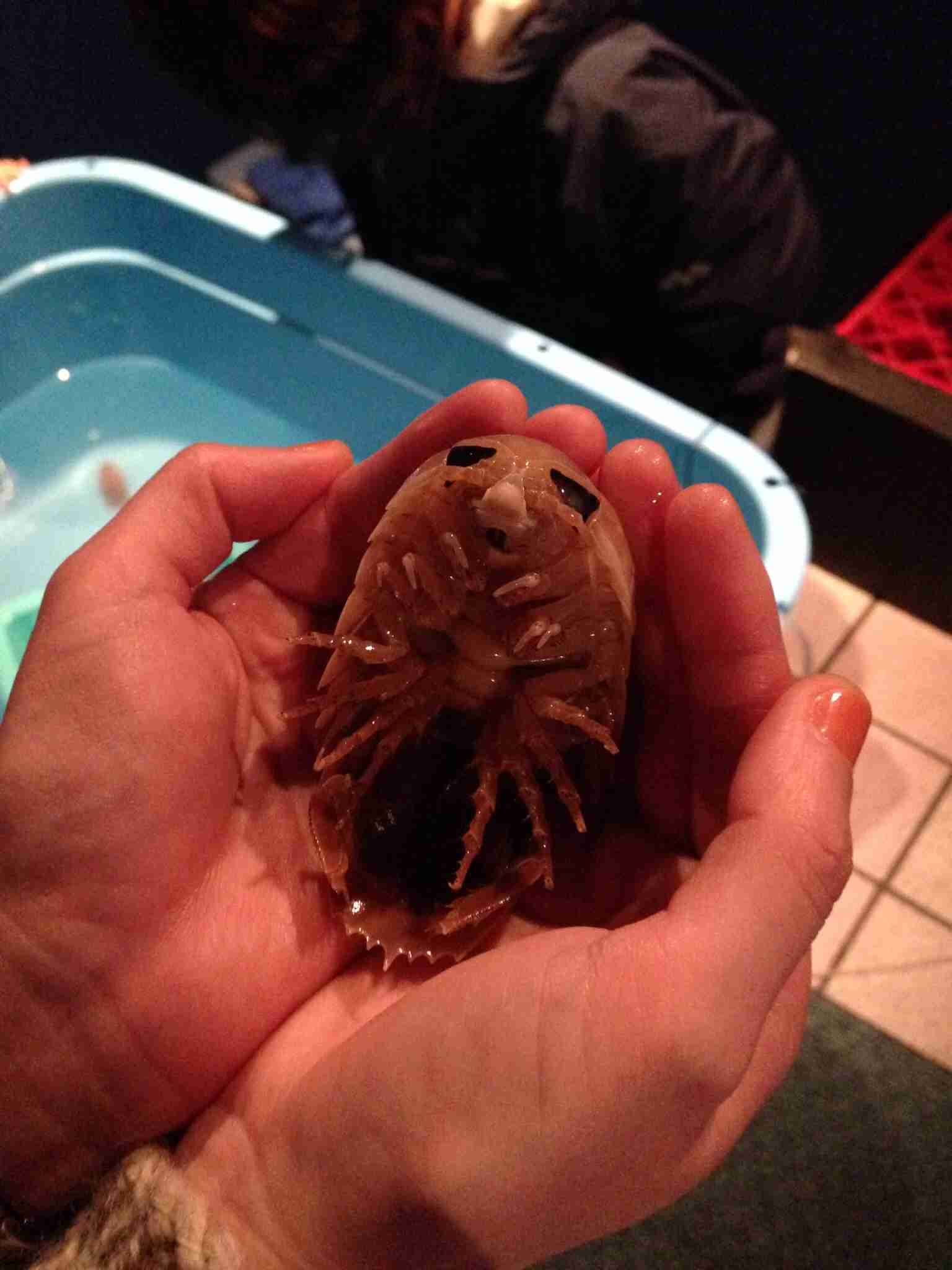 【ガルちゃん水族館】好きな海の生き物の写真をください(*^^*)