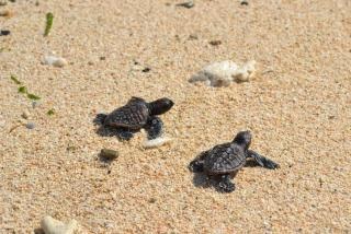 【ガルちゃん水族館】好きな海の生き物の写真をください(*^^*)