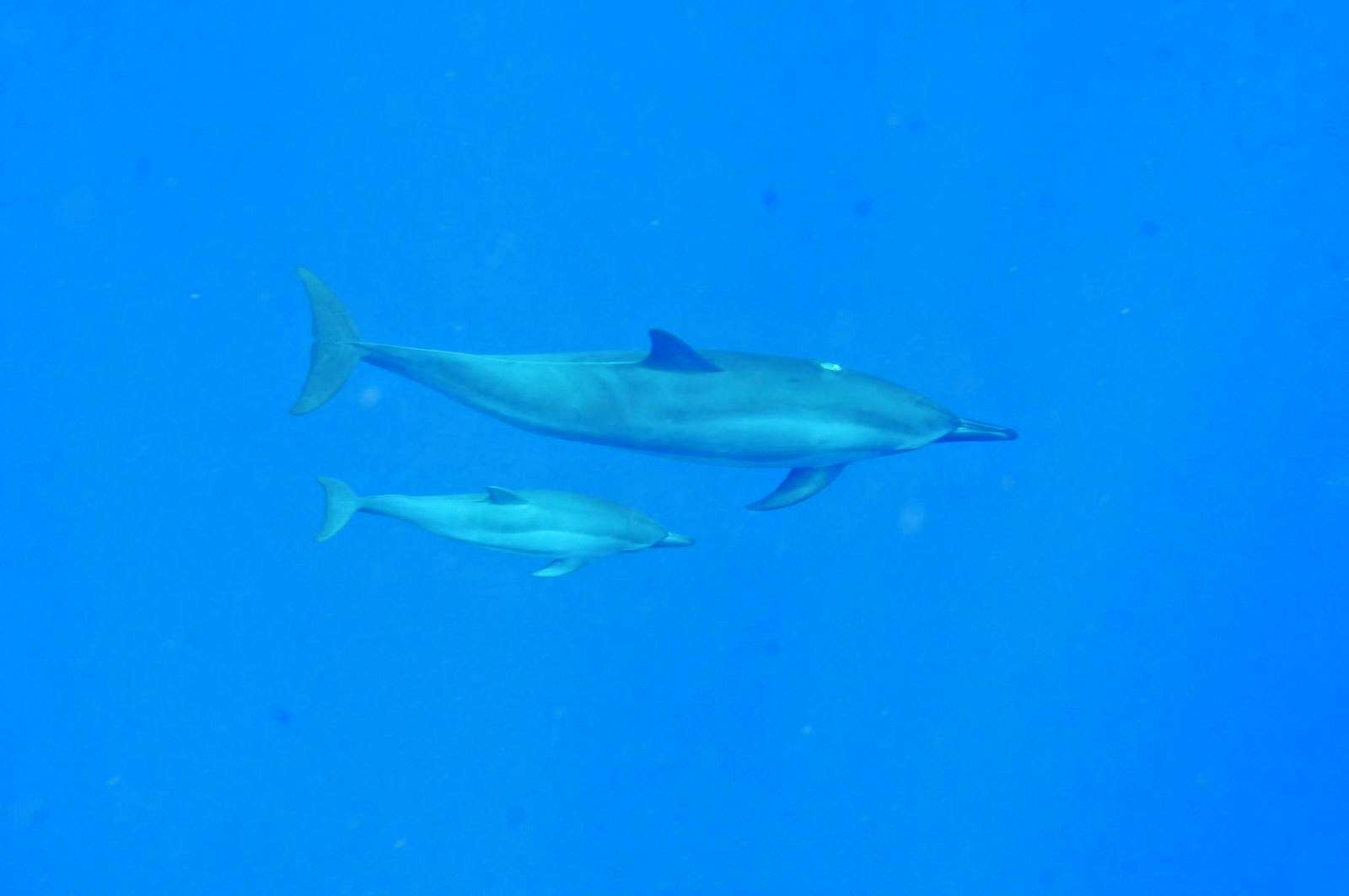 【ガルちゃん水族館】好きな海の生き物の写真をください(*^^*)