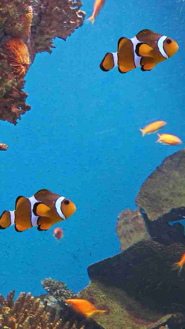 【ガルちゃん水族館】好きな海の生き物の写真をください(*^^*)