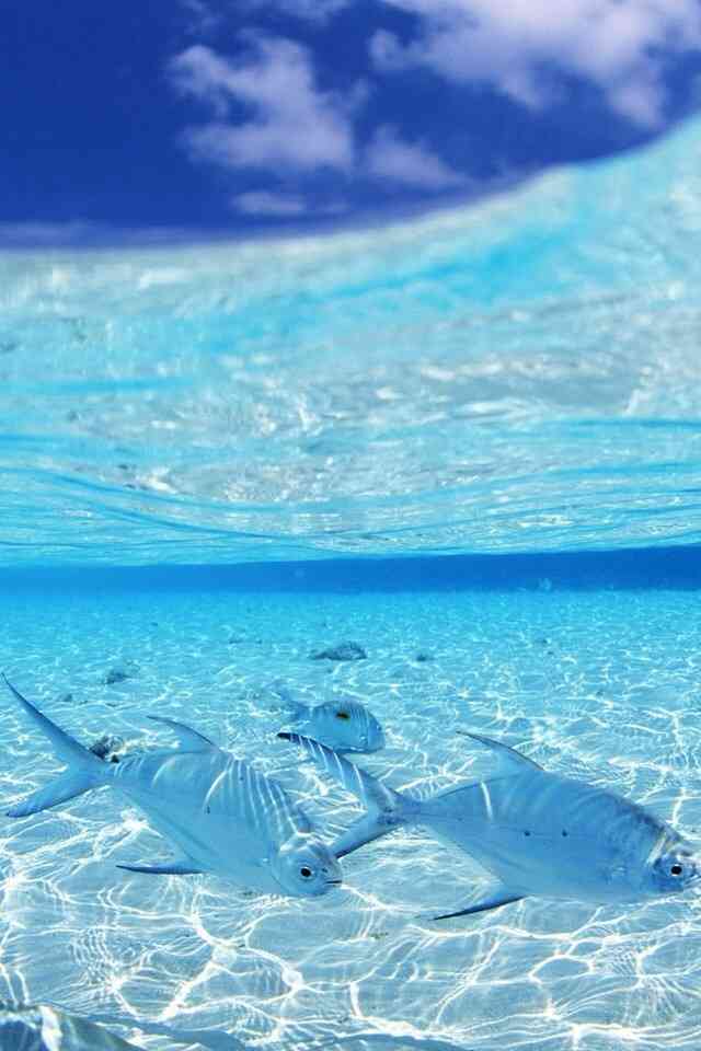 【ガルちゃん水族館】好きな海の生き物の写真をください(*^^*)