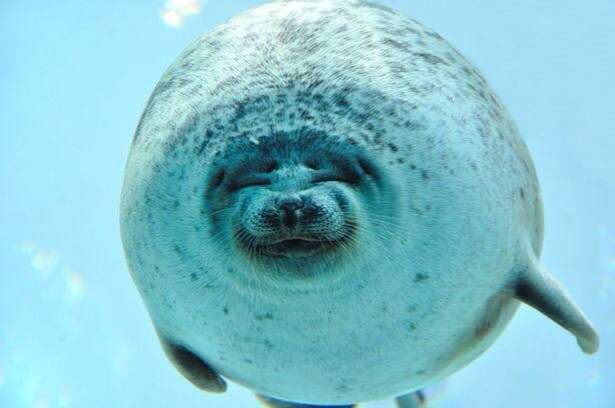 【ガルちゃん水族館】好きな海の生き物の写真をください(*^^*)