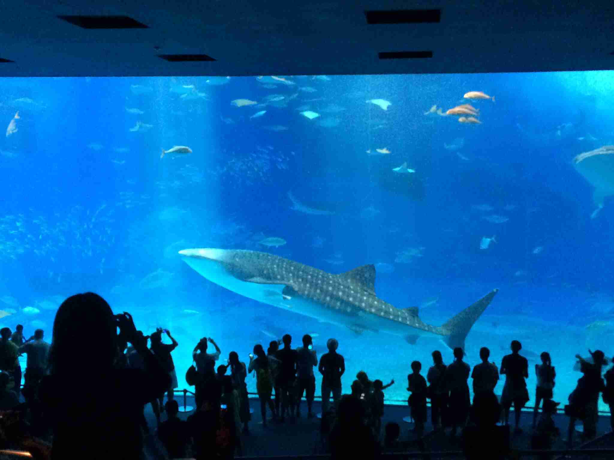 【ガルちゃん水族館】好きな海の生き物の写真をください(*^^*)