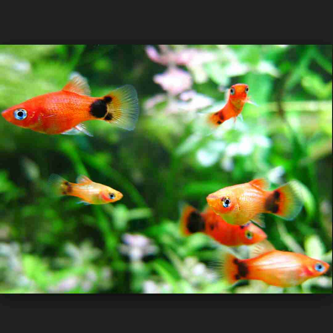 【ガルちゃん水族館】好きな海の生き物の写真をください(*^^*)