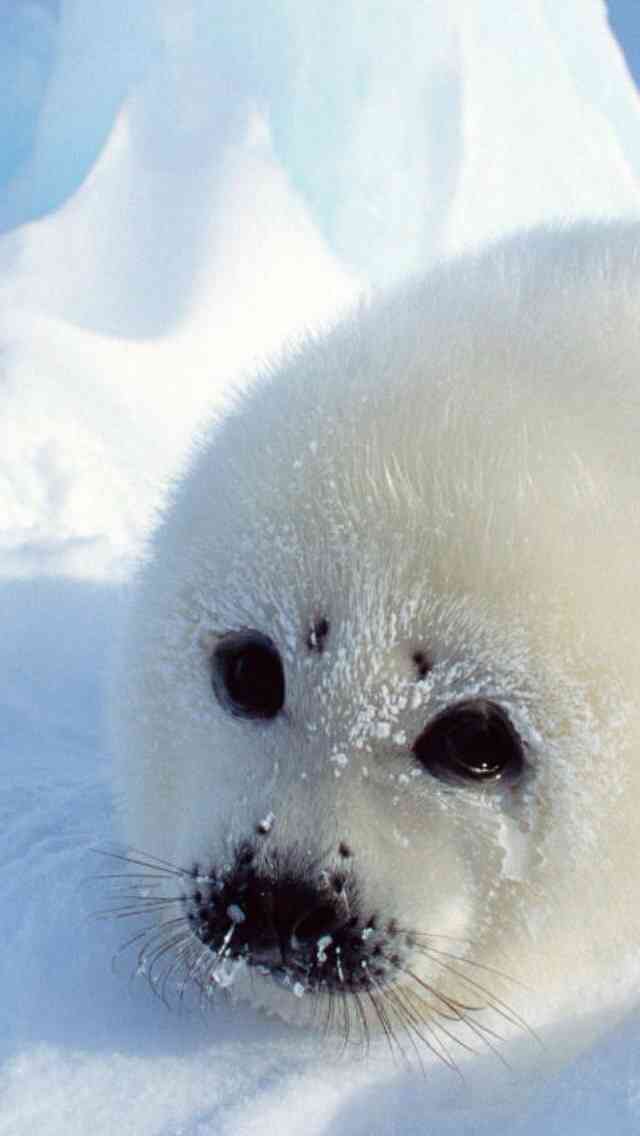 【ガルちゃん水族館】好きな海の生き物の写真をください(*^^*)